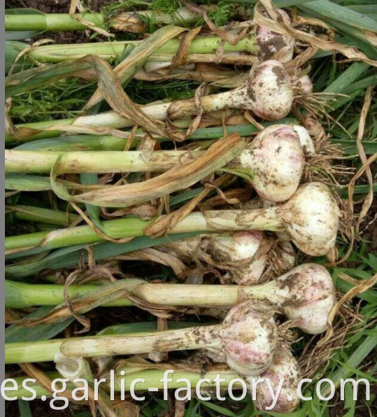 New Crop Fresh Garlic in High Quality